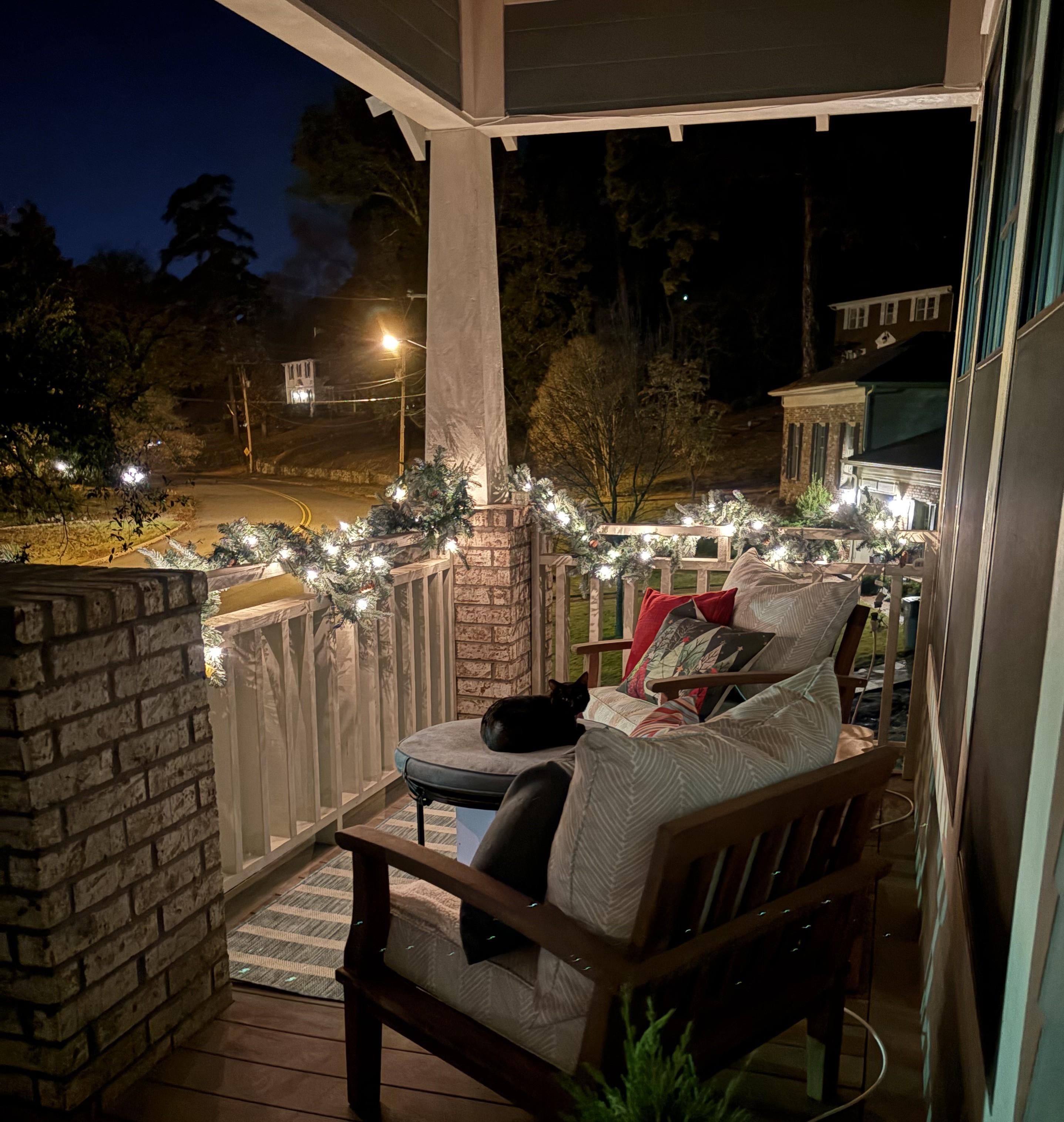 Buster, a Adoptable American Shorthair in Hot Springs, AR image 2/6