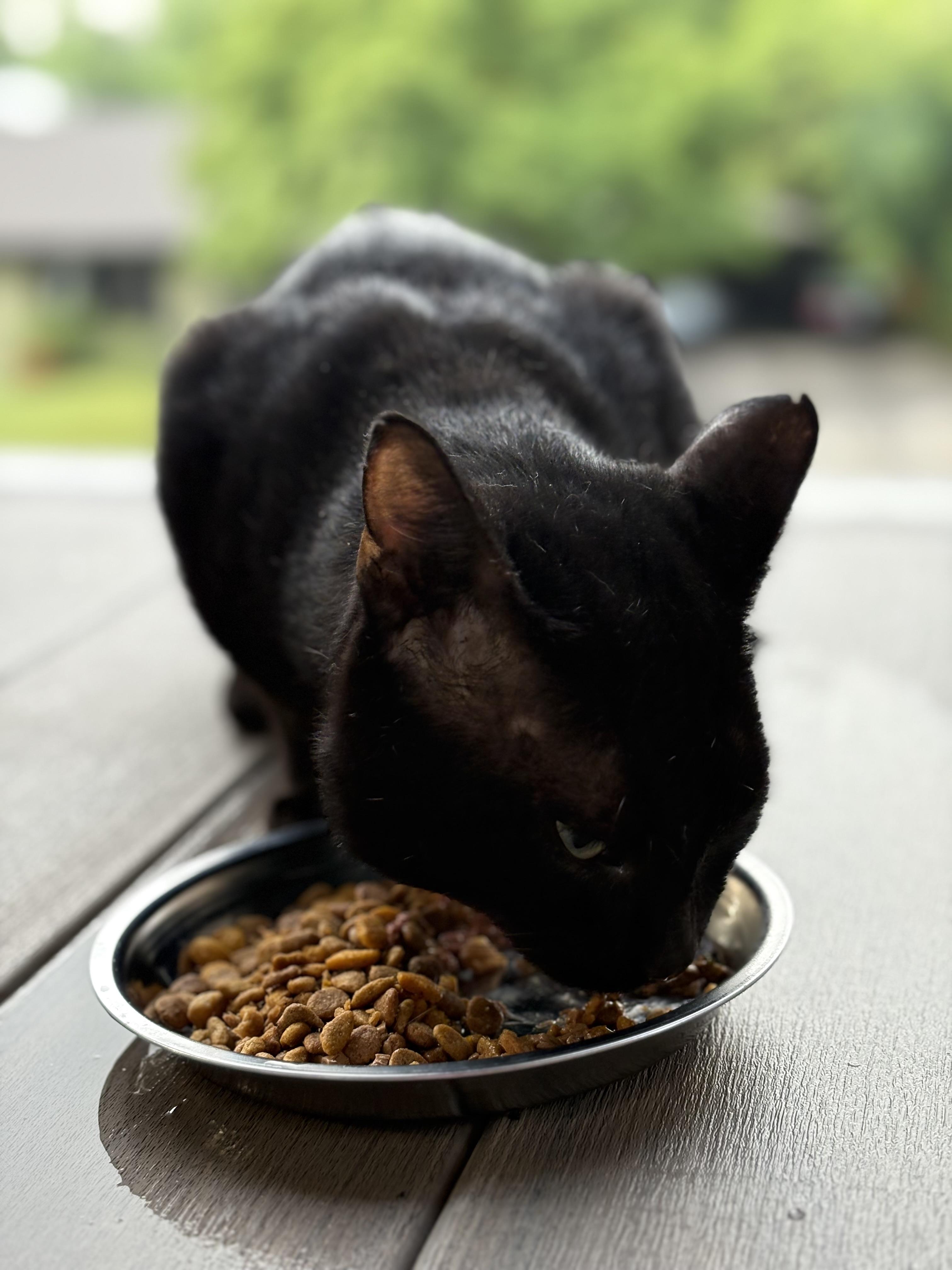 Buster, a Adoptable American Shorthair in Hot Springs, AR image 3/6