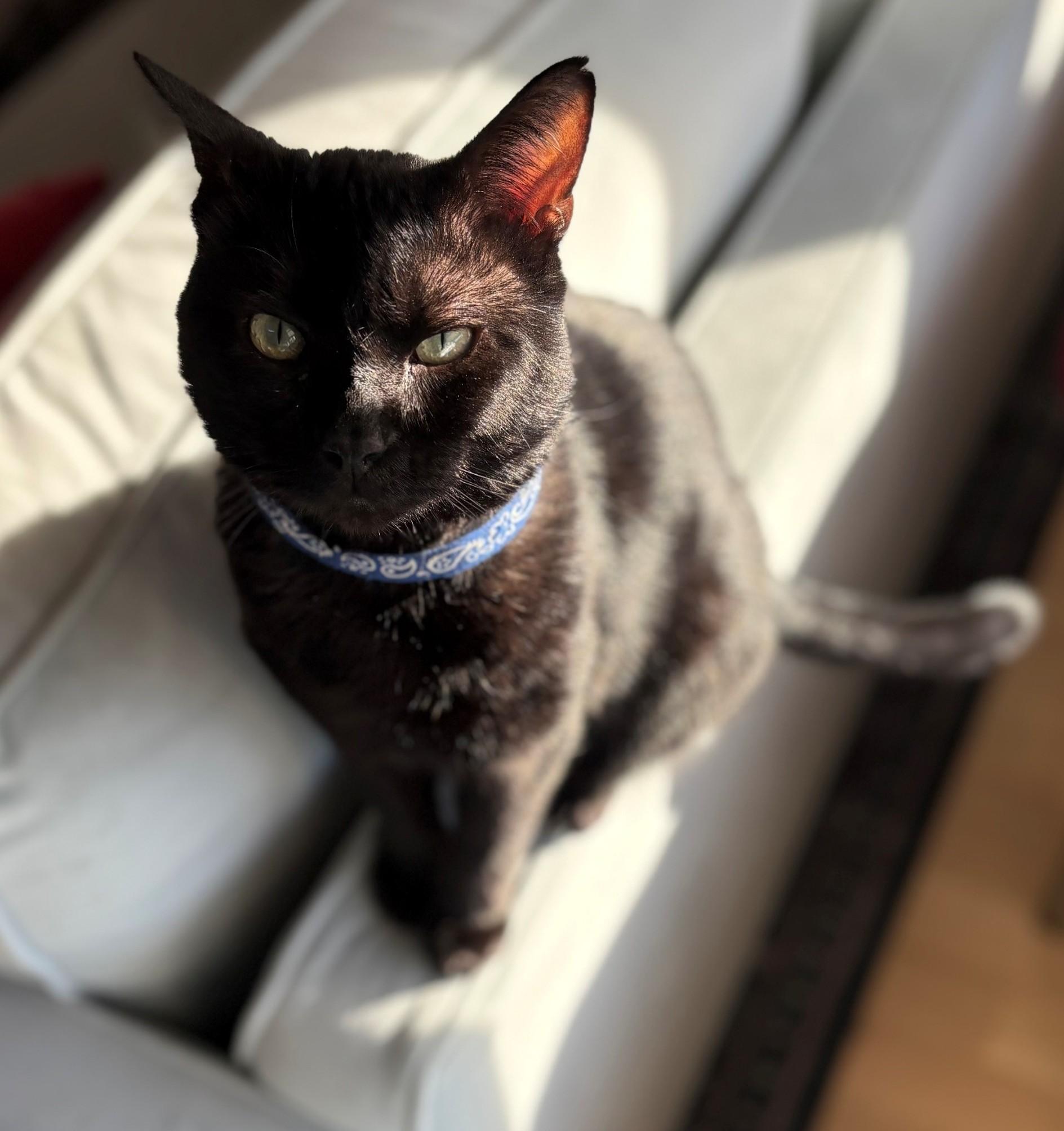 Enlarge Buster, a Adoptable American Shorthair in Hot Springs, AR image 6/6