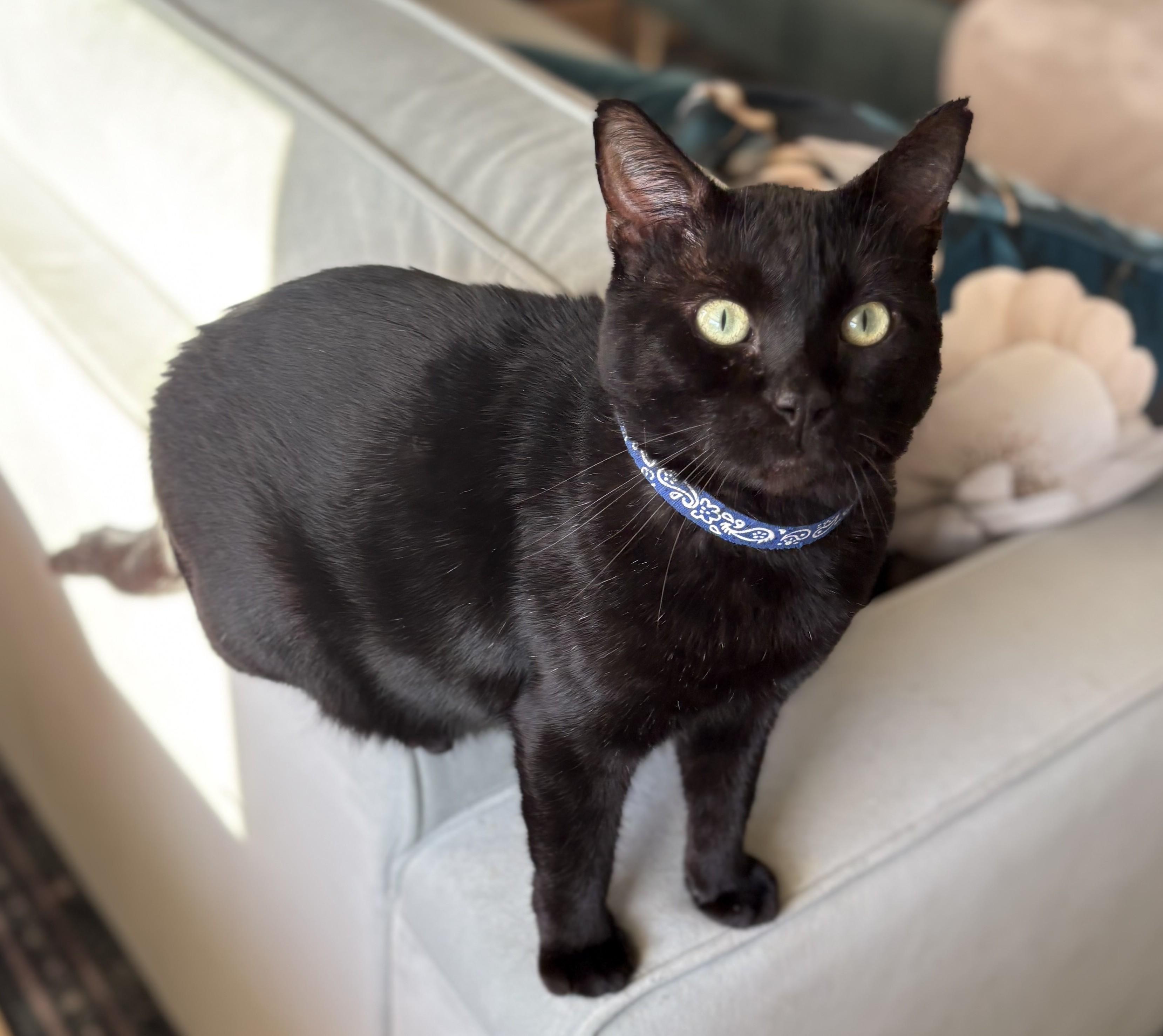 Enlarge Buster, a Adoptable American Shorthair in Hot Springs, AR image 5/6