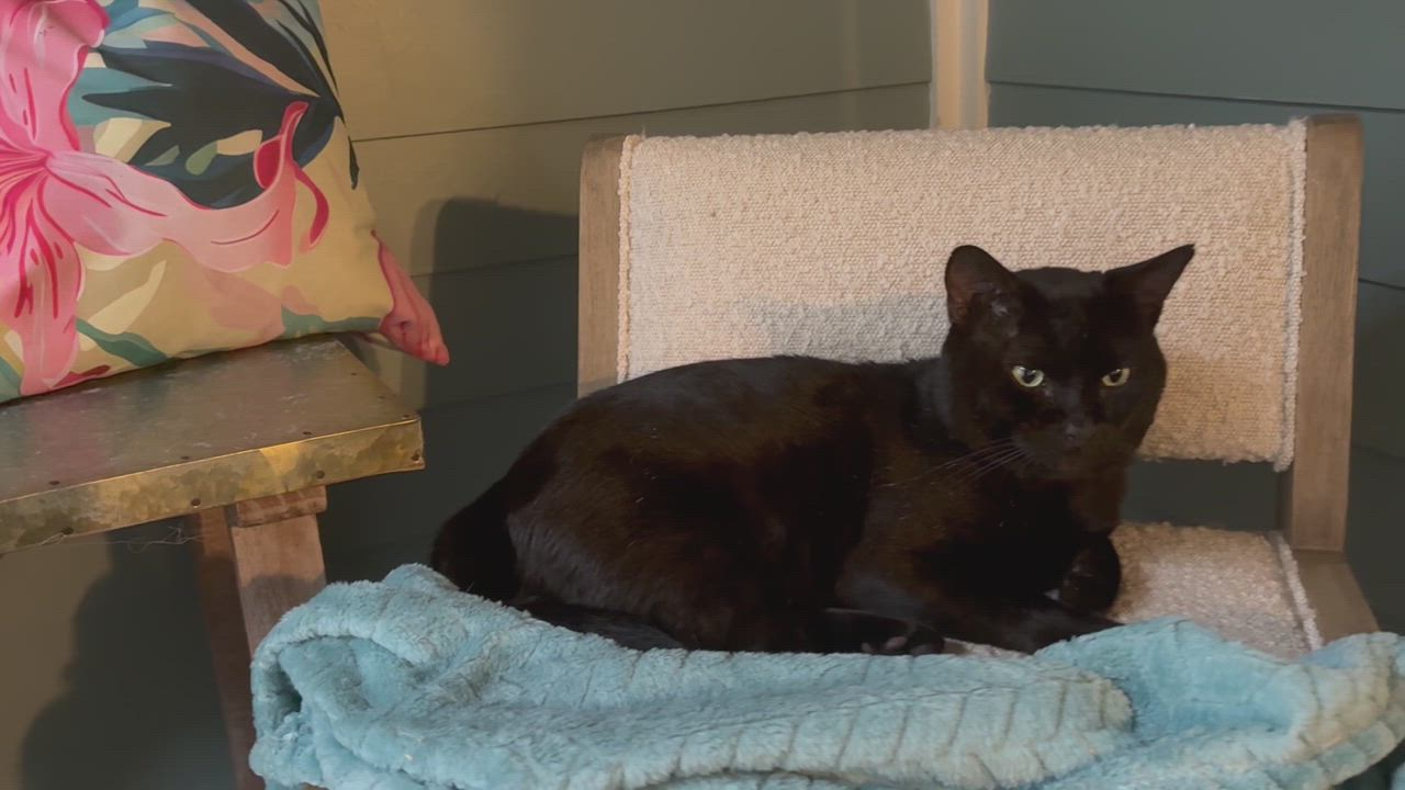 Enlarge Buster, a Adoptable American Shorthair in Hot Springs, AR video 6/6