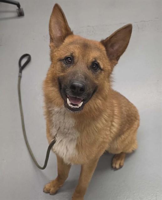Enlarge Fuego, a ADOPTABLE Shepherd in Phoenix, OR image 1/1