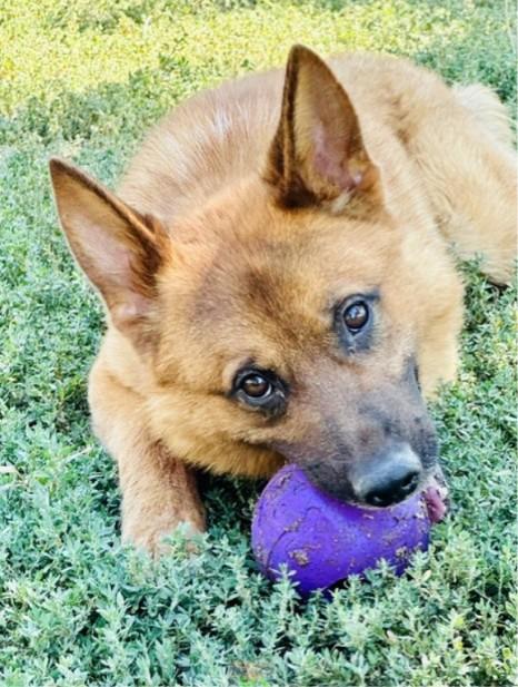 Fuego, a ADOPTABLE Shepherd in Phoenix, OR image 3/4