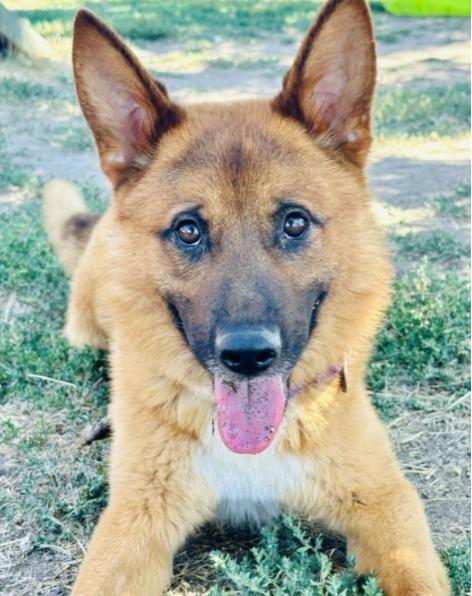 Fuego, a ADOPTABLE Shepherd in Phoenix, OR image 2/4