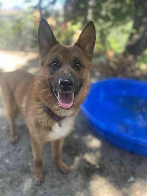 Fuego, a ADOPTABLE Shepherd in Phoenix, OR image 1/4