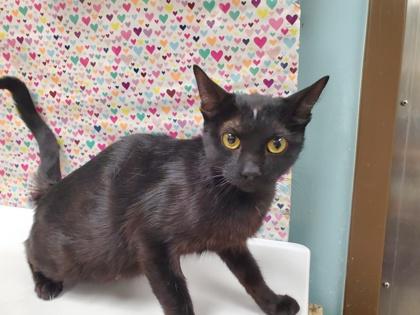 Pepsi, Adoptable, Adult Female Domestic Short Hair & Domestic Short Hair.