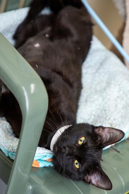 Pepsi, a Adoptable Domestic Short Hair in Maumee, OH image 2/2