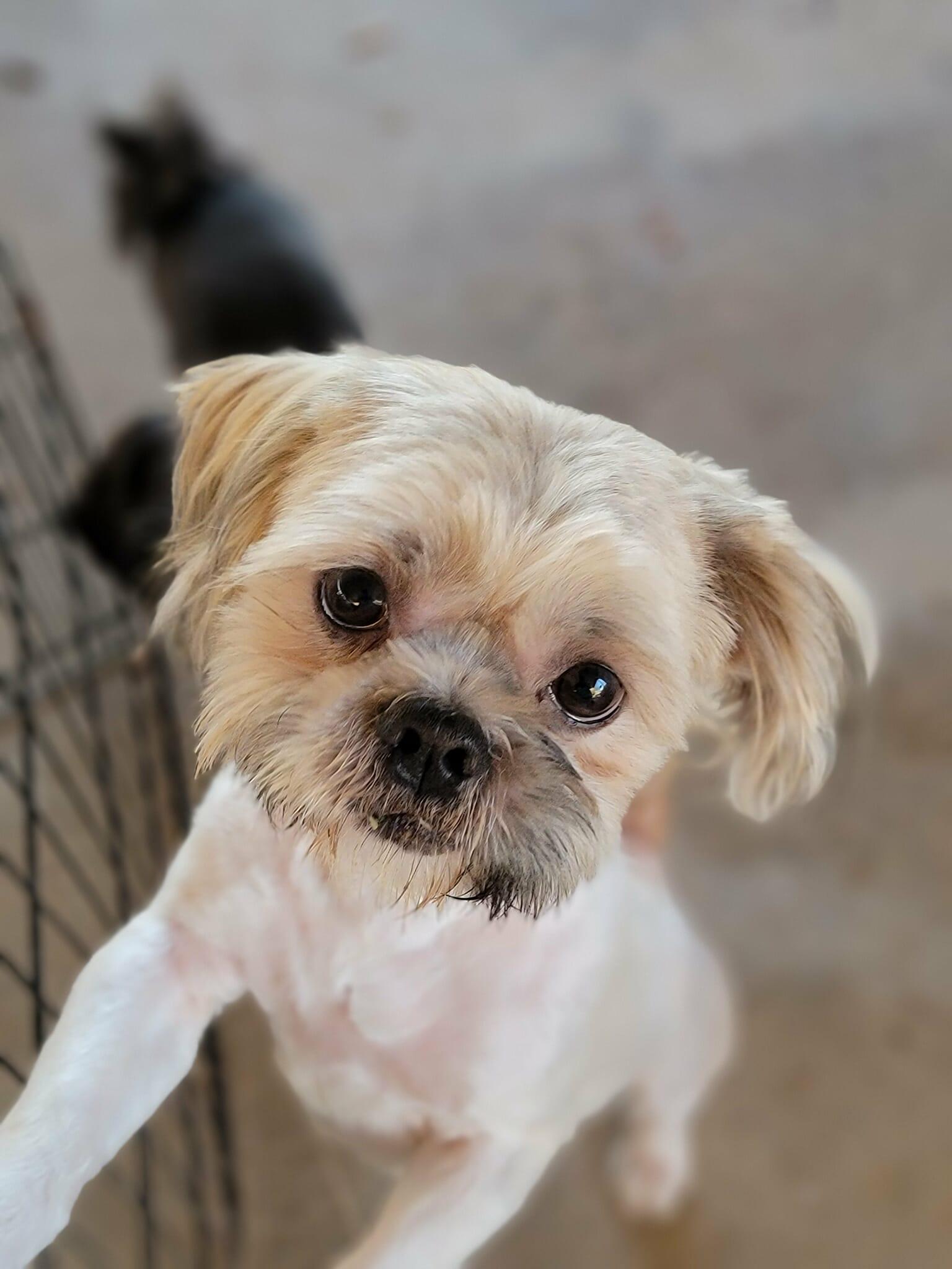 Seth, ADOPTABLE, Adult Male Shih Tzu.
