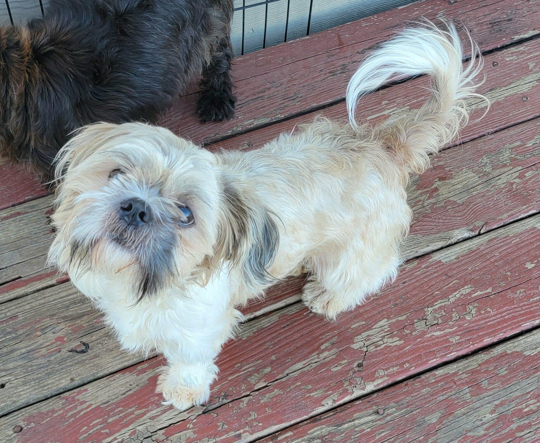 Enlarge Seth, a ADOPTABLE mixed breed in Van Alstyne, TX image 2/3