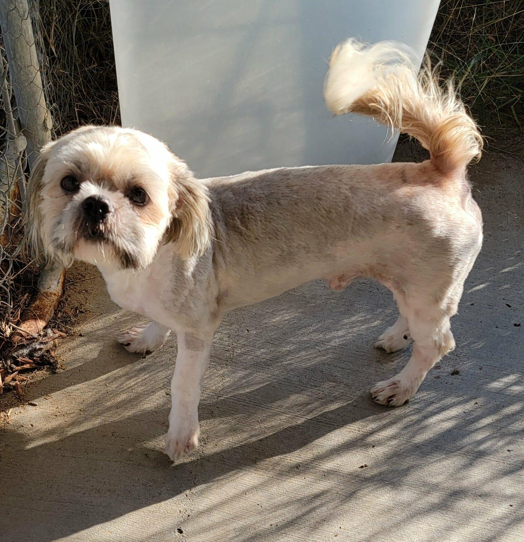 Enlarge Seth, a ADOPTABLE mixed breed in Van Alstyne, TX image 3/3