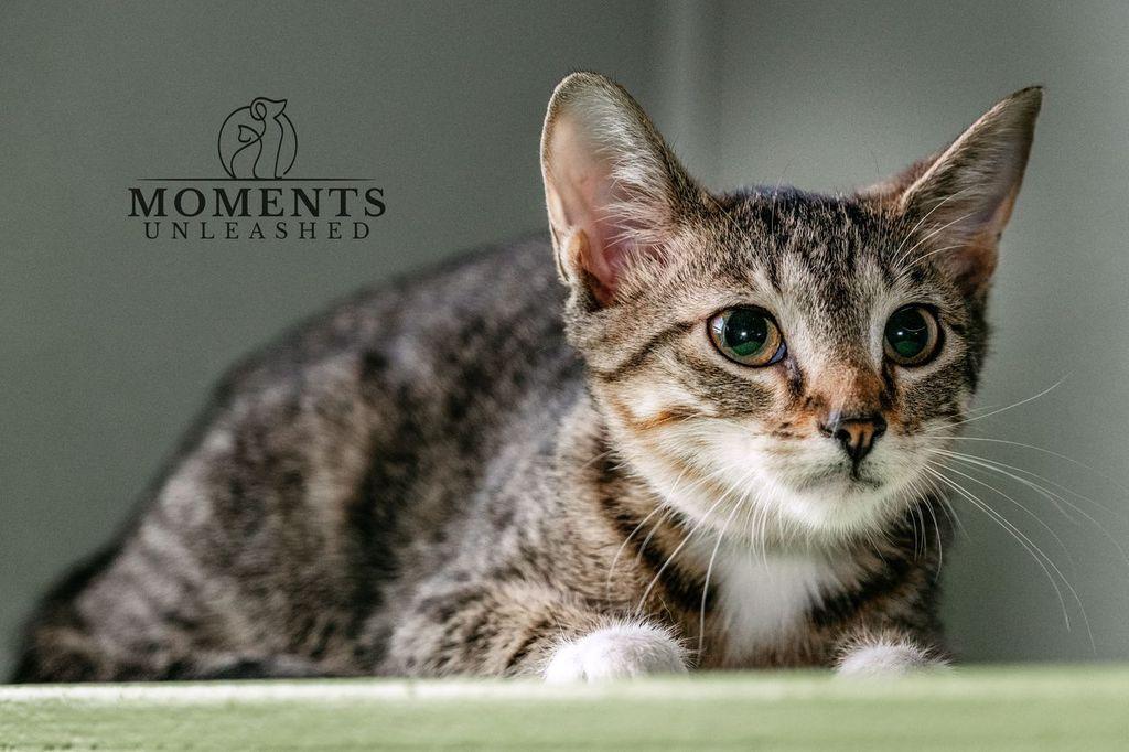 Tofu, a ADOPTABLE Domestic Short Hair in Myakka City, FL image 2/3