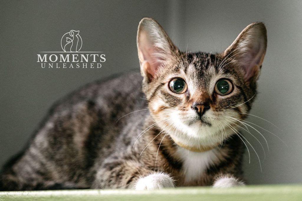 Tofu, ADOPTABLE, Kitten Female Domestic Short Hair.