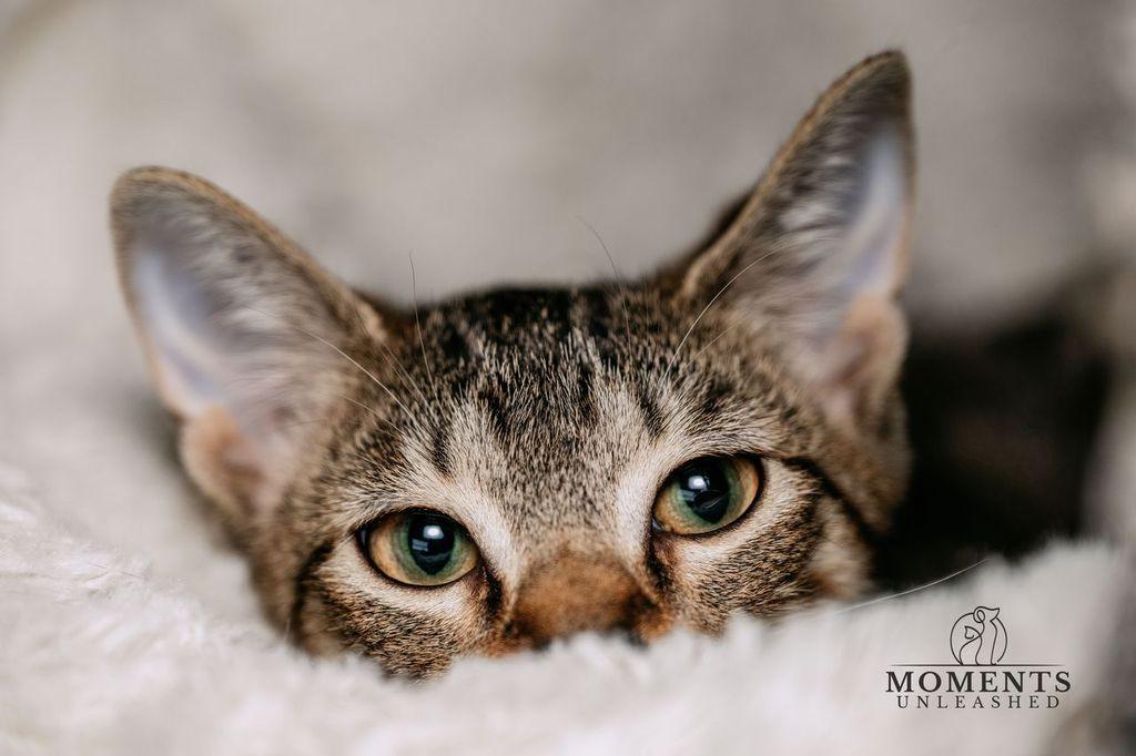 Tofu, a ADOPTABLE Domestic Short Hair in Myakka City, FL image 3/3