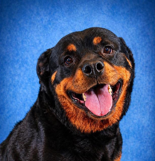 CALLIE, Adoptable, Adult Female Rottweiler.