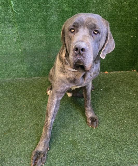 Enlarge DANIEL, a Adoptable Cane Corso in Lancaster, CA image 1/1