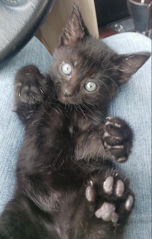 Ruckus, Adoptable, Kitten Female Domestic Short Hair.