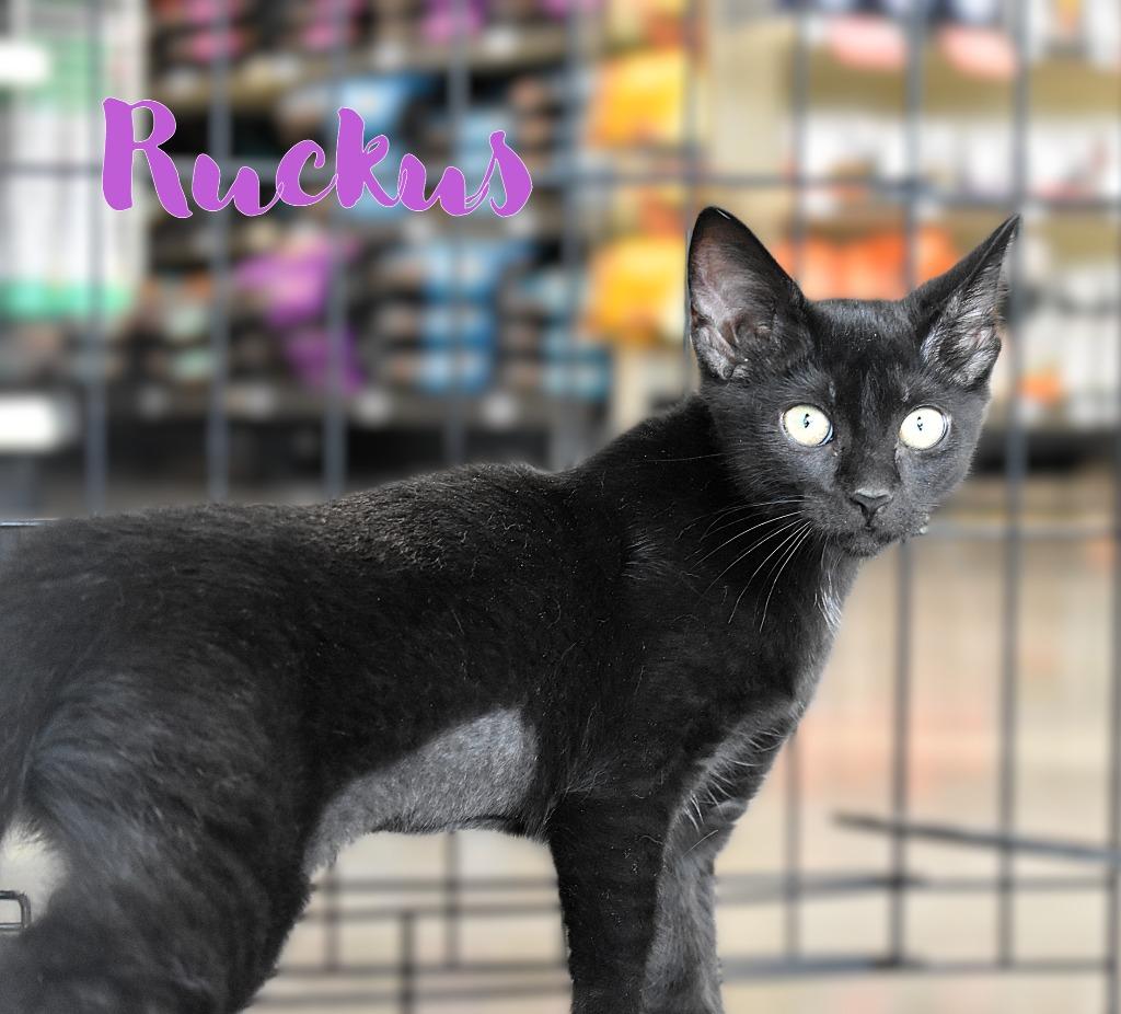 Enlarge Ruckus, a Adoptable mixed breed in Fort Oglethorpe, GA image 2/4