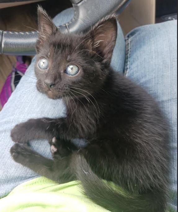 Enlarge Ruckus, a Adoptable mixed breed in Fort Oglethorpe, GA image 3/4