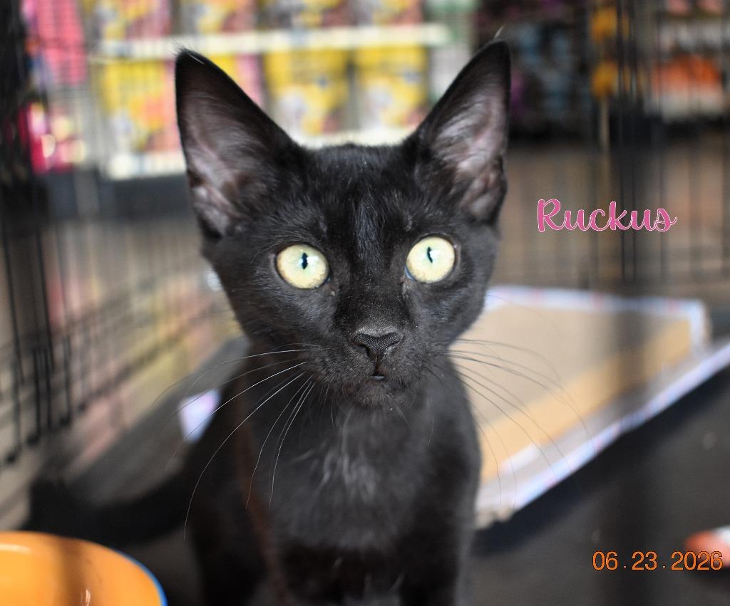 Enlarge Ruckus, a Adoptable mixed breed in Fort Oglethorpe, GA image 4/4