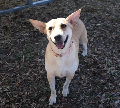 Little Bit, adopted, Adult Female Chihuahua & Labrador Retriever.