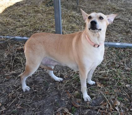 Little Bit, an adopted mixed breed in Inverness, FL image 2/2