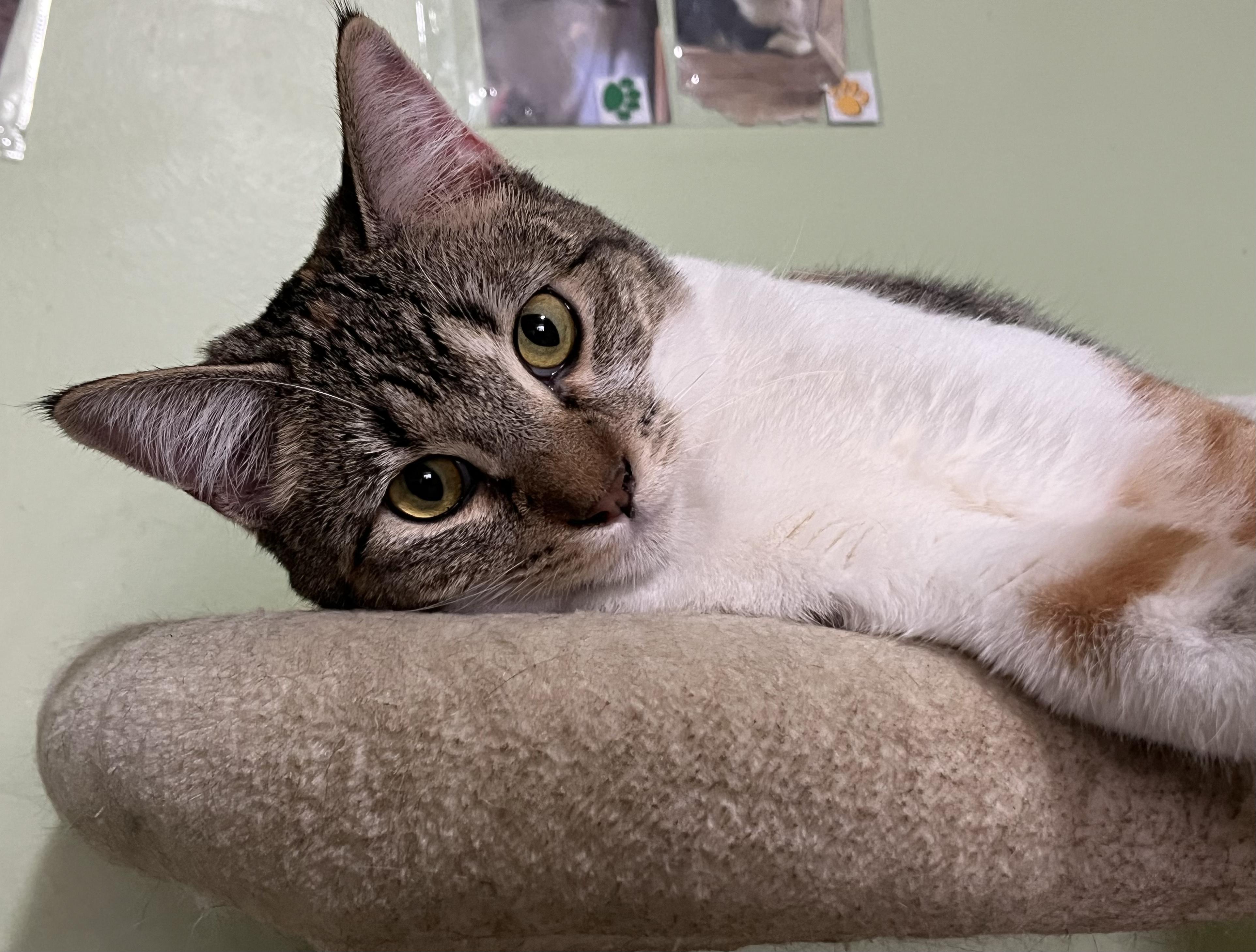 Enlarge Penelope, an adopted Calico in Prescott, AZ image 4/4