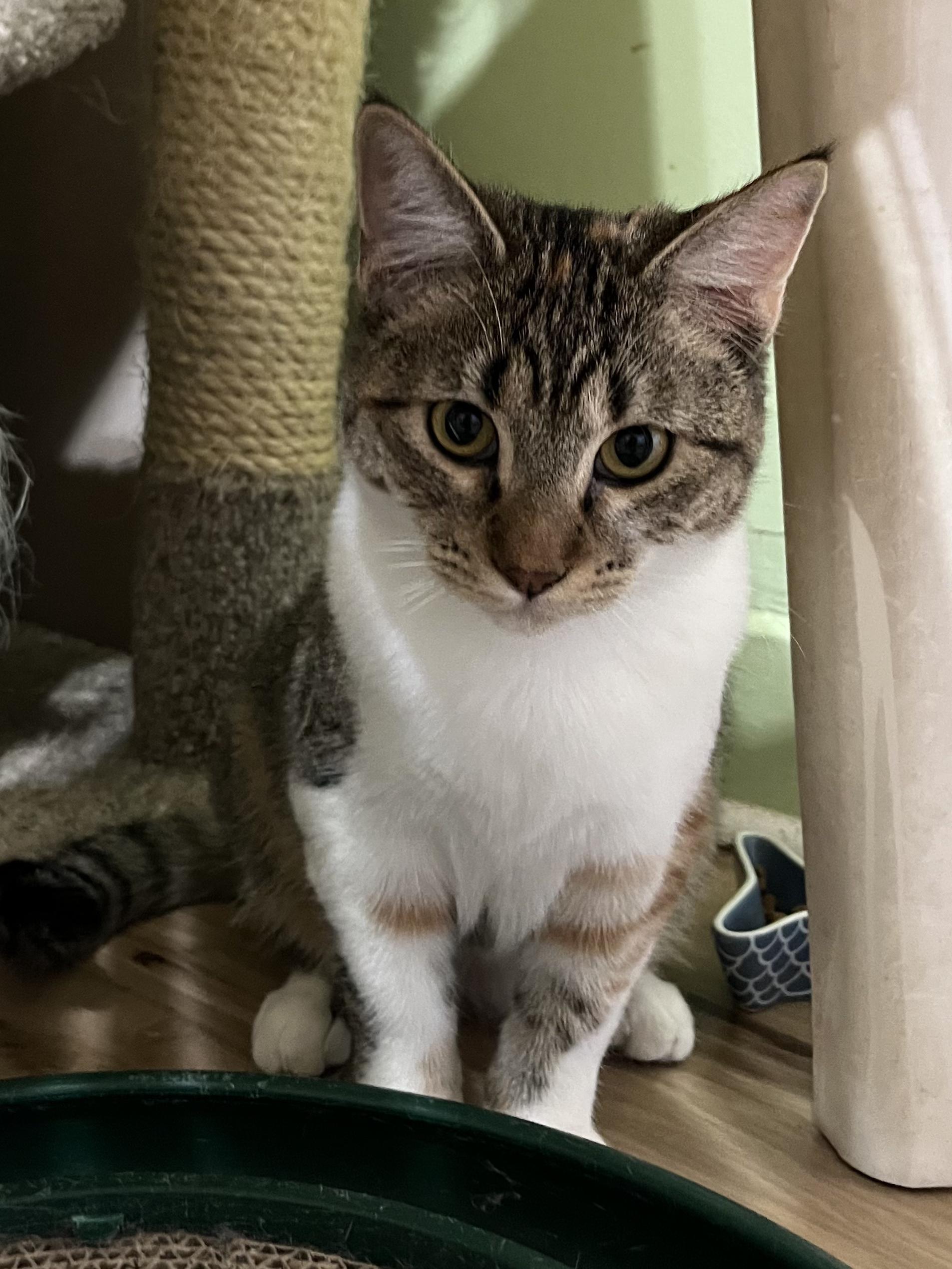 Enlarge Penelope, an adopted Calico in Prescott, AZ image 3/4