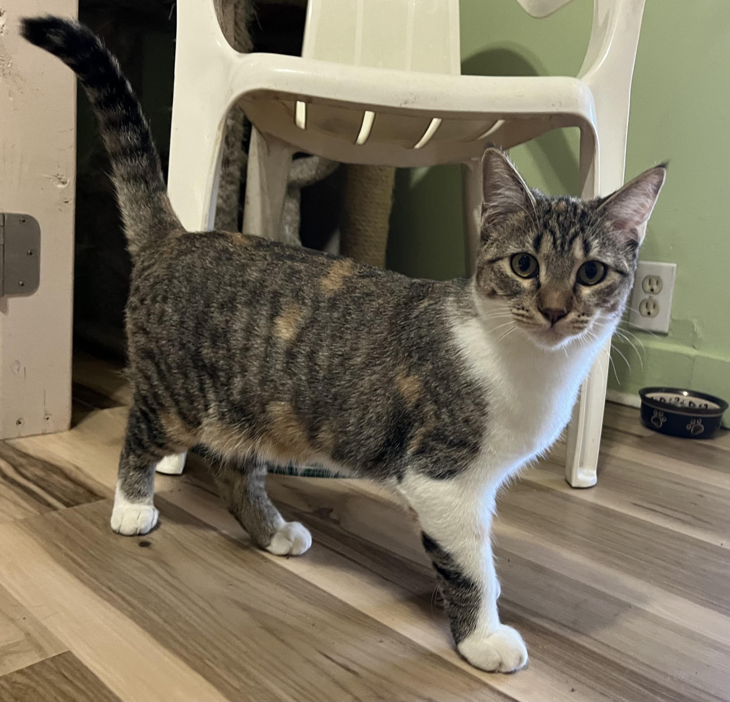 Enlarge Penelope, an adopted Calico in Prescott, AZ image 2/4