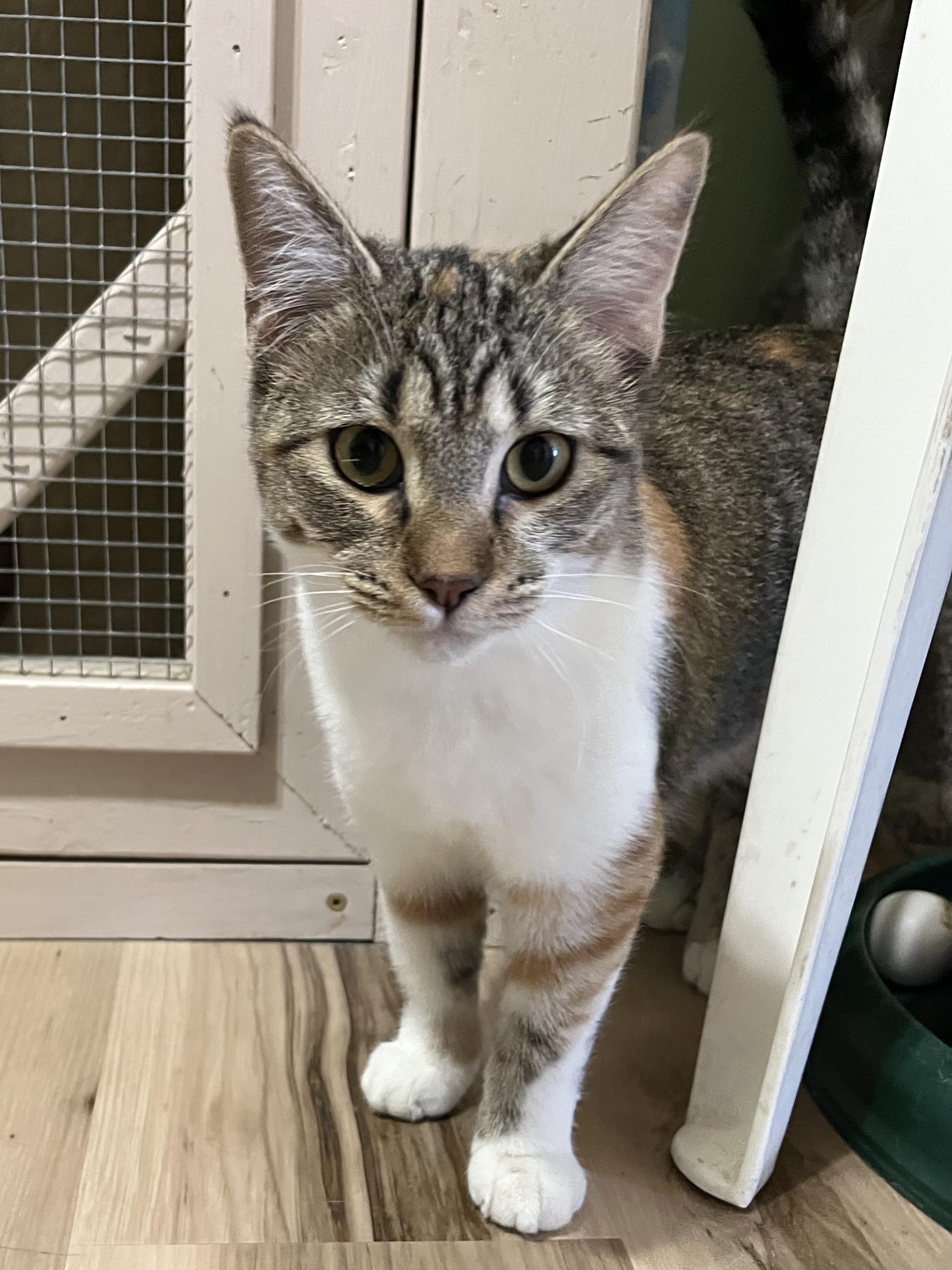 Enlarge Penelope, an adopted Calico in Prescott, AZ image 1/4