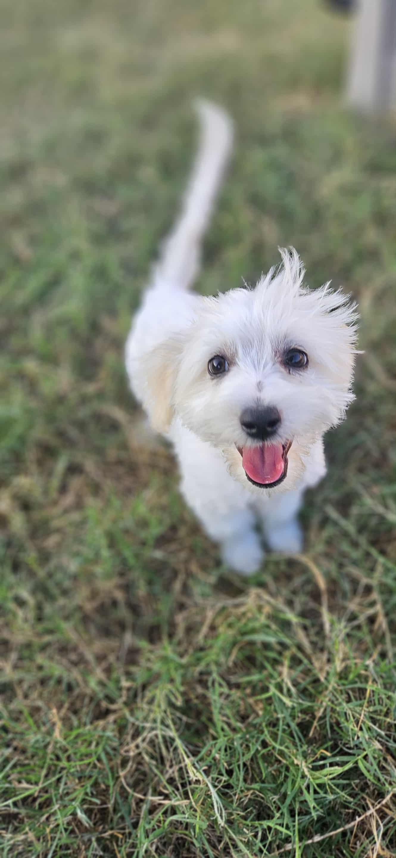 Fluffy