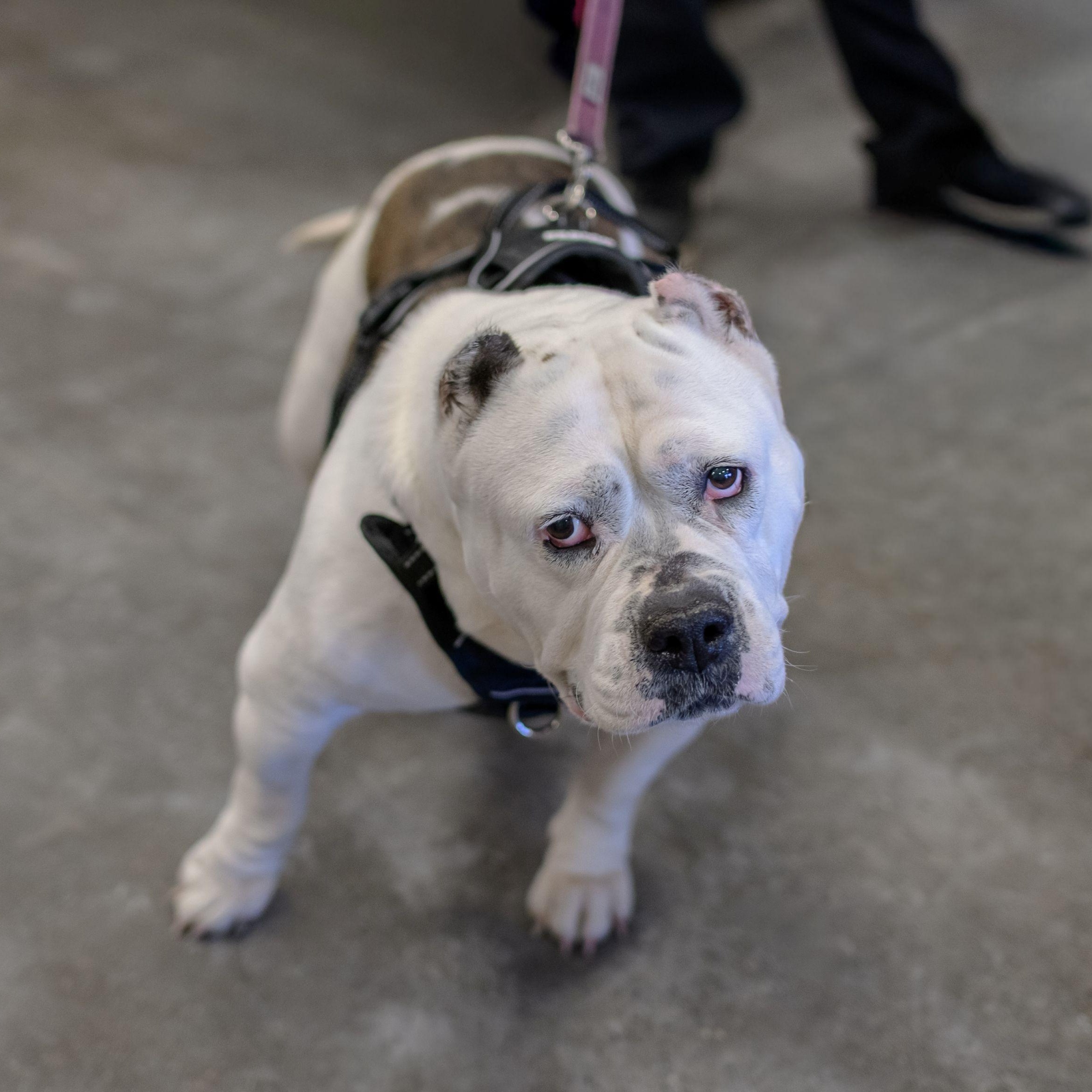 JENNI, a ADOPTABLE American Bulldog in Hamilton, NJ image 6/6