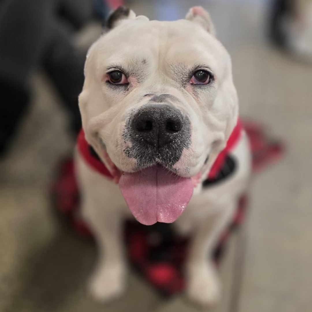 JENNI, a ADOPTABLE American Bulldog in Hamilton, NJ image 3/6