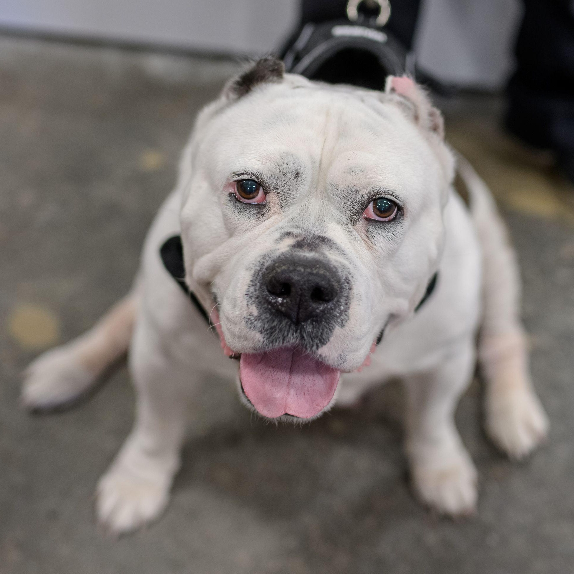 JENNI, ADOPTABLE, Senior Female American Bulldog.