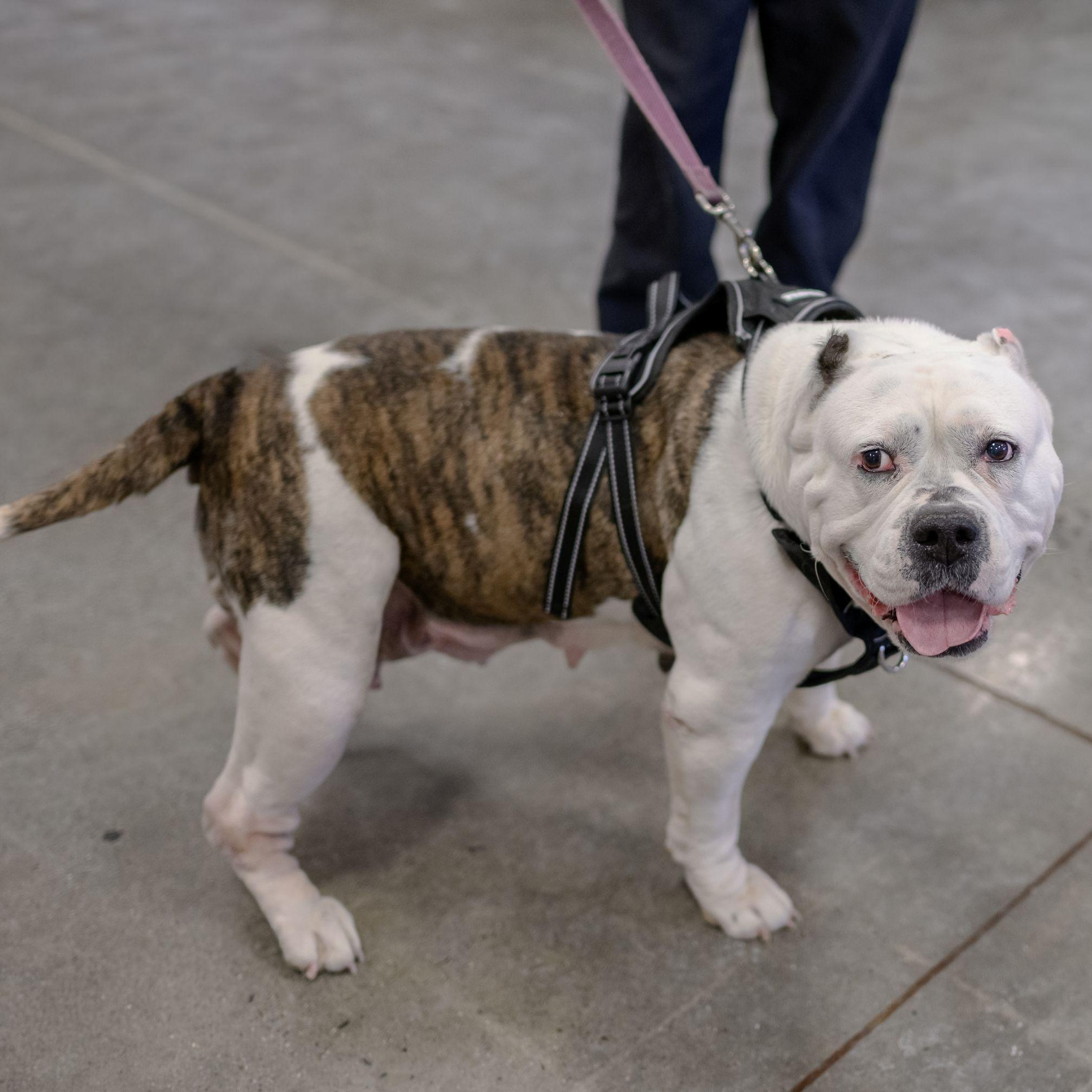 JENNI, a ADOPTABLE American Bulldog in Hamilton, NJ image 4/6