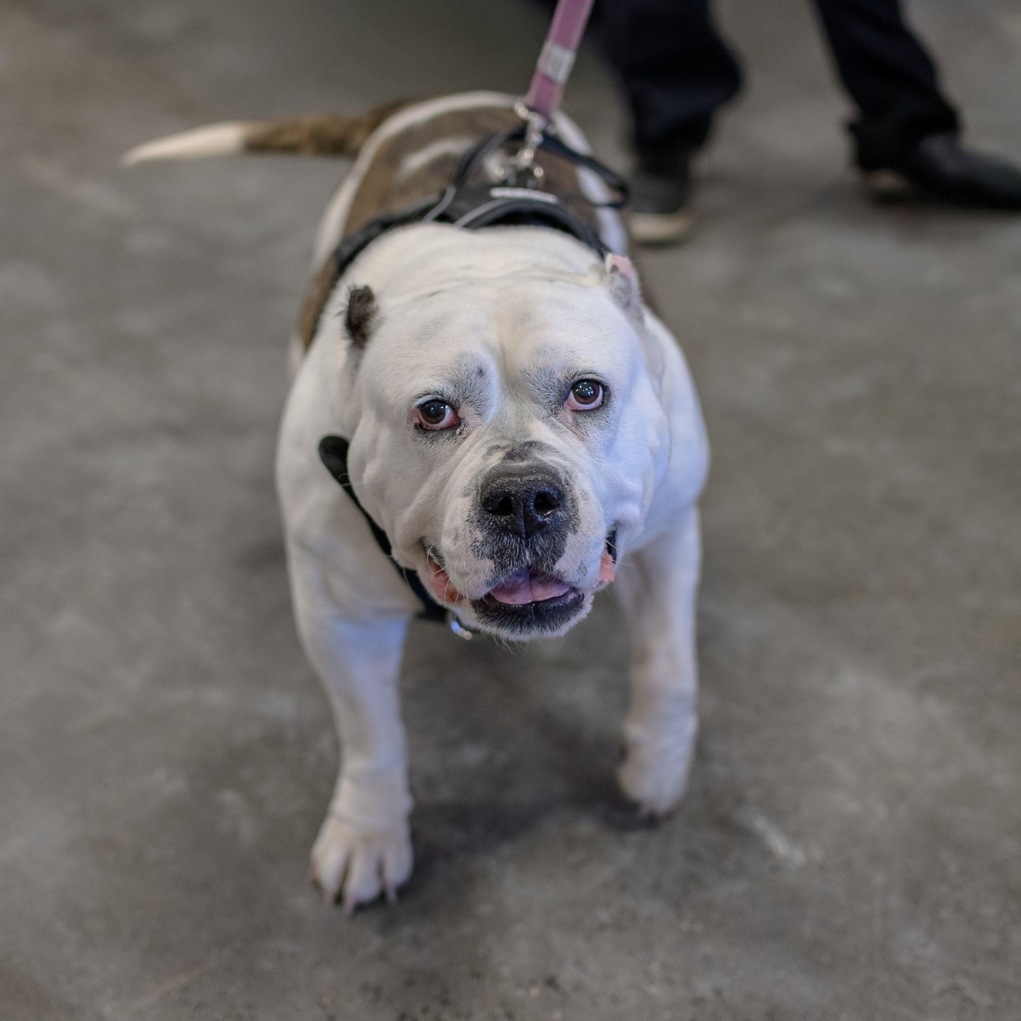 JENNI, a ADOPTABLE American Bulldog in Hamilton, NJ image 2/6
