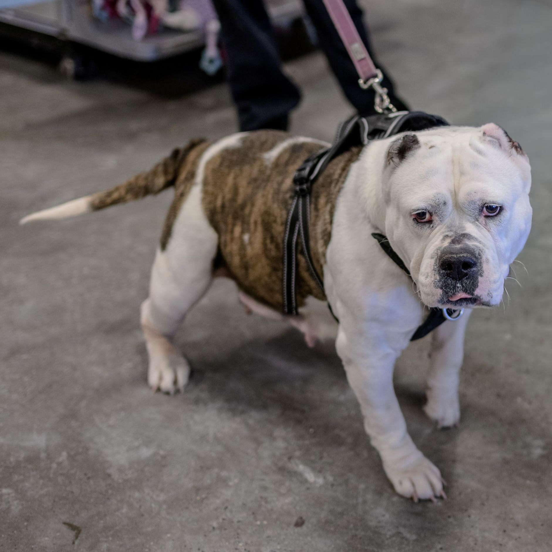JENNI, a ADOPTABLE American Bulldog in Hamilton, NJ image 5/6