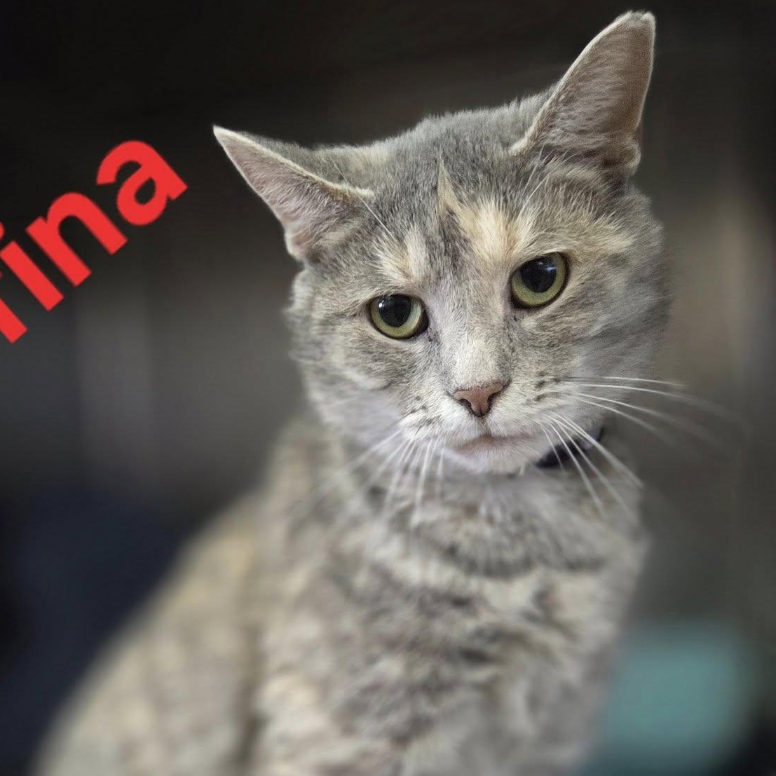 Sarafina, a Adoptable Tabby in Martinsburg, WV image 2/2