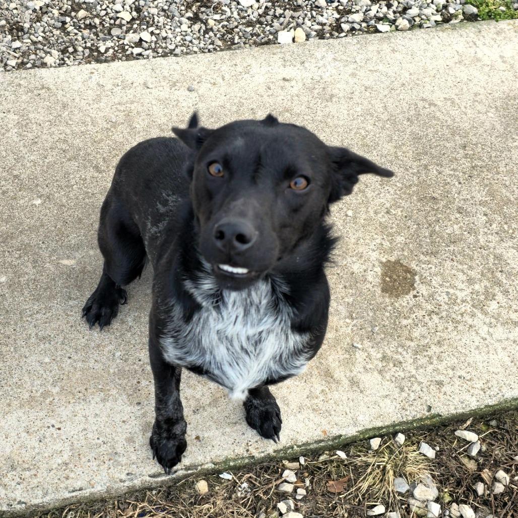 Wylie, Adoptable, Adult Male Australian Cattle Dog / Blue Heeler & Cardigan Welsh Corgi.