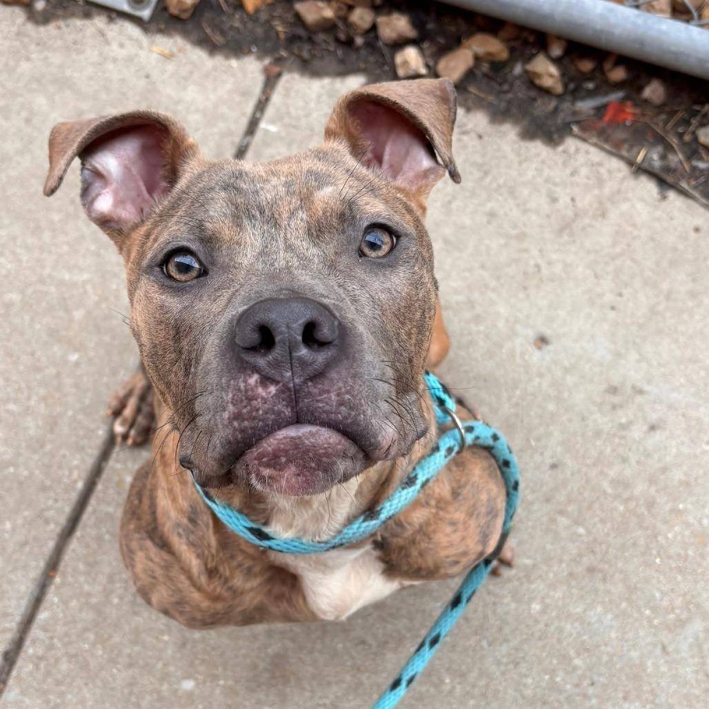 Tigger, Adoptable, Adult Male Terrier.