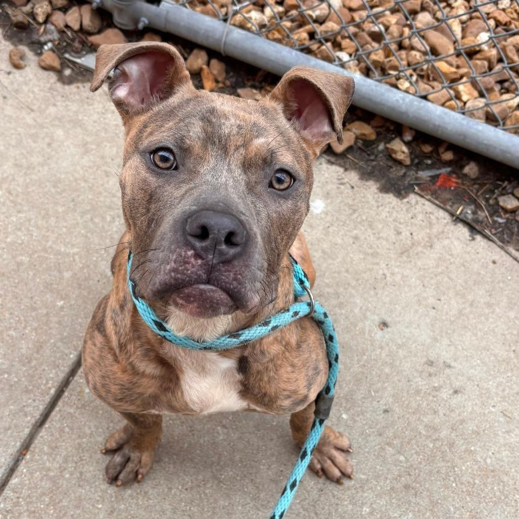 Enlarge Tigger, a Adoptable Terrier in O'Fallon, MO image 2/6