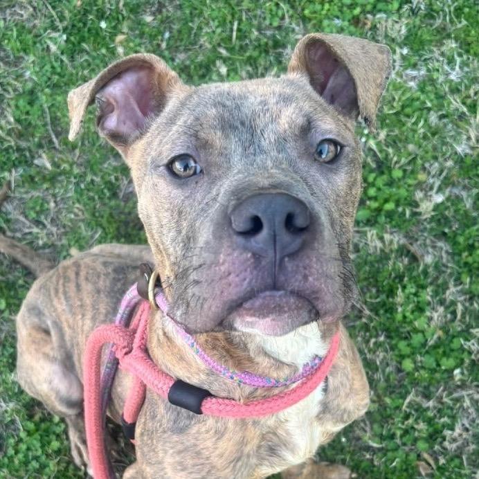 Enlarge Tigger, a Adoptable Terrier in O'Fallon, MO image 3/6