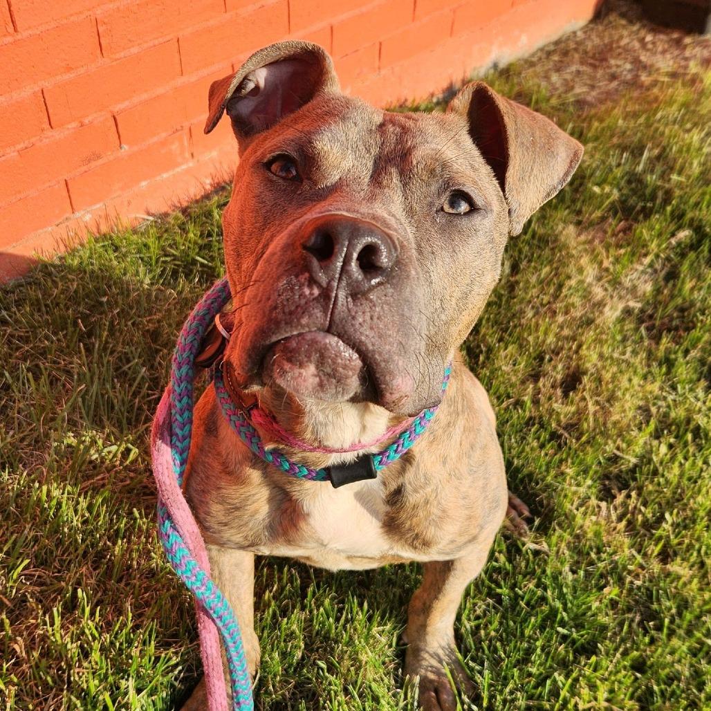 Enlarge Tigger, a Adoptable Terrier in O'Fallon, MO image 5/6