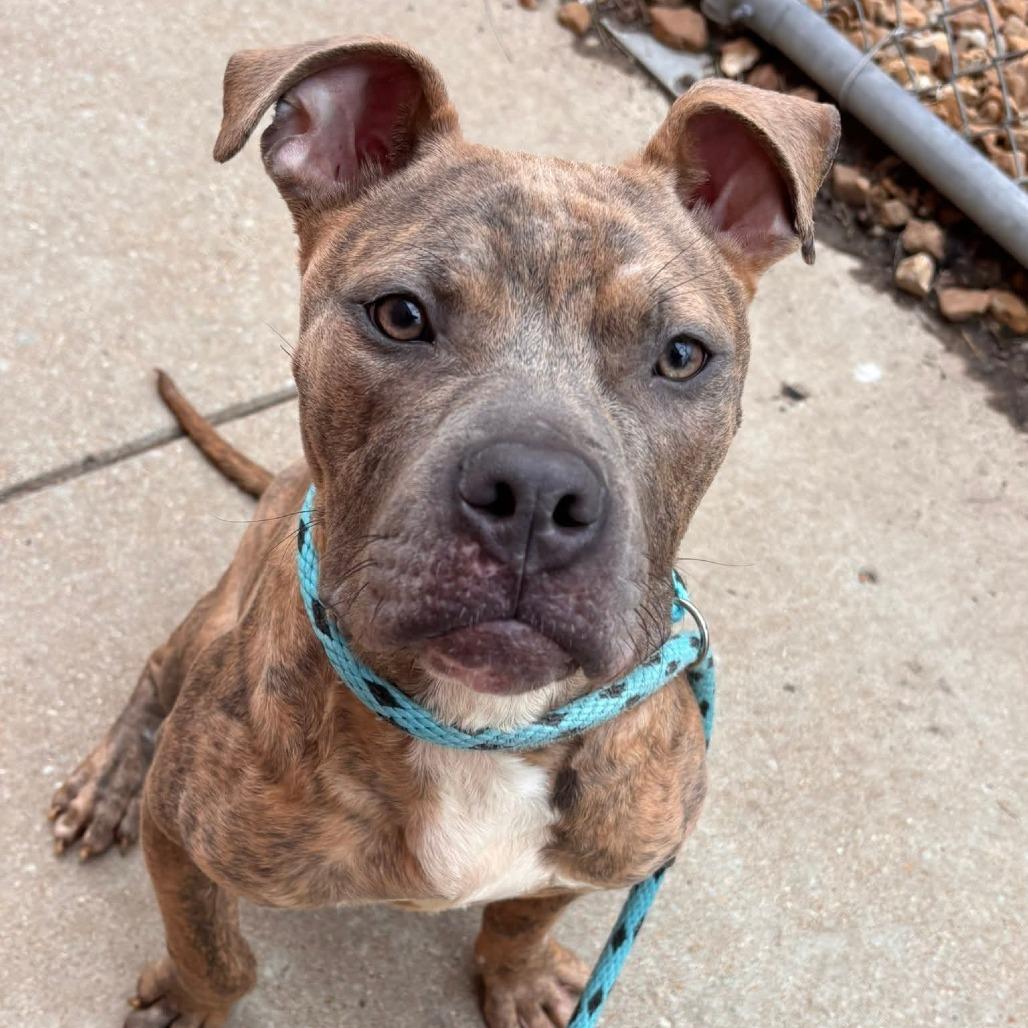 Enlarge Tigger, a Adoptable Terrier in O'Fallon, MO image 6/6