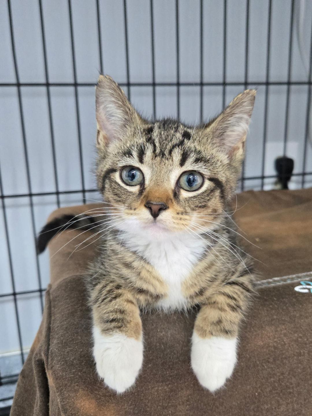 Micha, adopted, Kitten Male Domestic Short Hair.