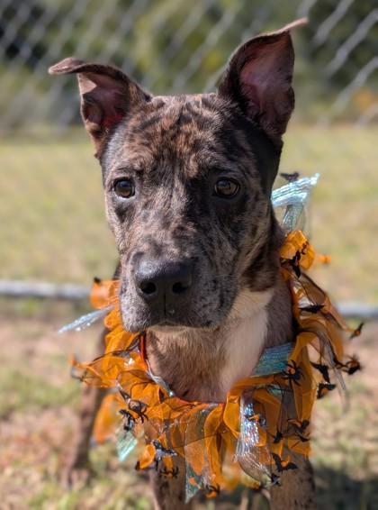 Enlarge Lizard, a Adoptable mixed breed in Gulfport, MS image 1/2