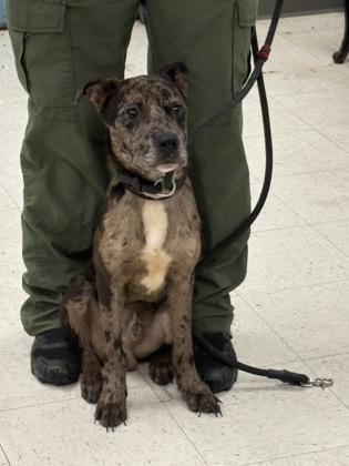 Lizard, Adoptable, Adult Male Catahoula Leopard Dog & Mixed Breed.