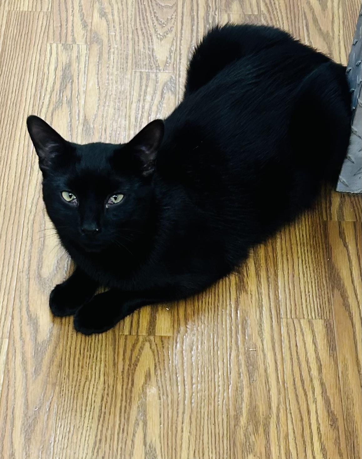 Phineas, Adoptable, Young Male Domestic Short Hair.