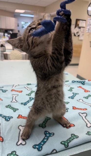 Clancy, Adopted, Kitten Male Domestic Short Hair.