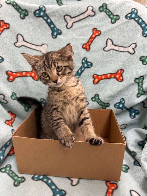 Enlarge Clancy, a Adopted mixed breed in Findlay, OH image 3/3