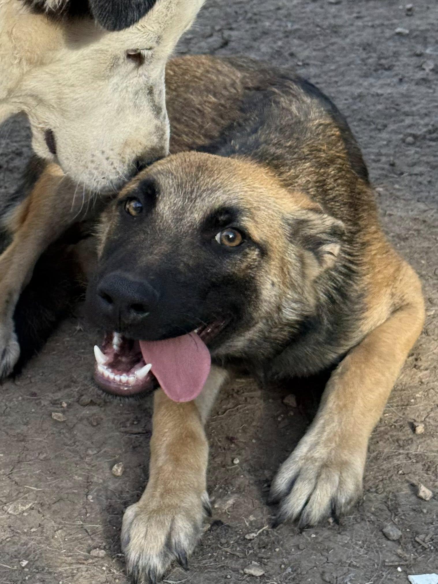 Enlarge Ringo, a Adoptable mixed breed in Pflugerville, TX image 3/3